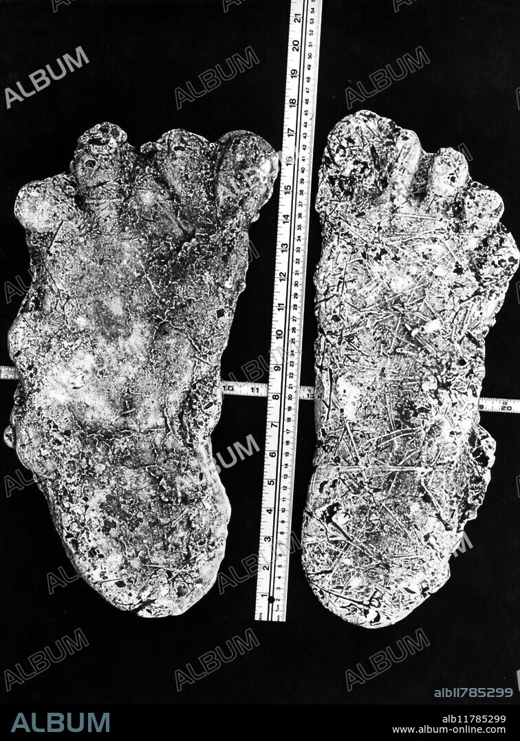 Plaster casts of tracks of the Bossburg cripple, deformed Bigfoot tracks found at Bossburg, Washington, USA, in 1969. Bigfoot, also called Sasquatch,is described as a large, bipedal hairy humanoid creature living in the remote wilderness areas of the United States and Canada, specifically those in southwestern Canada, the Great Lakes, the Pacific Northwest, the Rocky Mountains, the forests of the U.S. Northeast, and the U.S. Southern states. Some believe the same creature may be found around the world, under different regional names - proponents of this theory would argue that Bigfoot and the Yeti are one and the same. ©TopFoto / Fortean.
