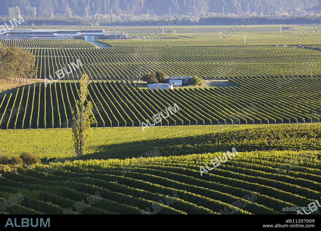 View over typical vineyards in the Wairau Valley, early morning, Renwick, near Blenheim, Marlborough, South Island, New Zealand, Pacific.