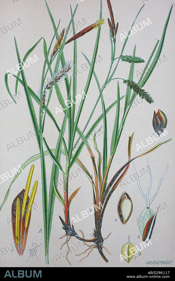 Carex flacca, with common names blue sedge, gray carex, glaucous sedge, or carnation-grass, syn. Carex glauca, is a species of sedge native to parts of Europe and North Africa  /  Blaugrüne Segge (Carex flacca Schreb., Synonym: Carex glauca Scop.), auch Schlaffe Segge, Blau-Segge, digital improved reproduction of an original from the 19th century / digitale Reproduktion einer Originalvorlage aus dem 19. Jahrhundert.