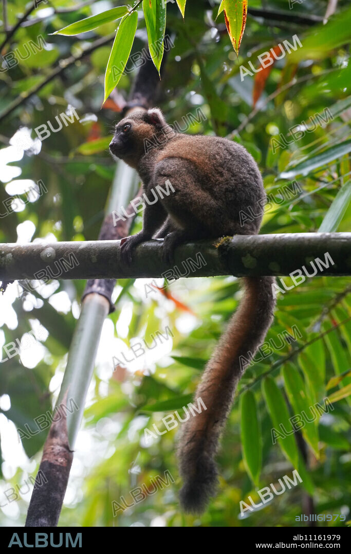 Greater bamboo lemur (Prolemur simus), Parc National de Ranomafana, Ranomafana, Central Madagascar, Africa.