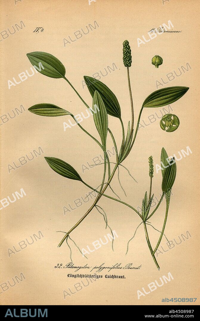 Long-leaved pondweed, Potamogeton polygonifolius Pourret - Long-leaved pondweed, Knotweed-pondweed, Family: 16. Potamiaceae - Seedwort, Plate 32, after p. 76 (Vol. 1), 1886, Otto Wilhelm Thomé: Prof. Dr. Thomé's Flora von Deutschland, Österreich und der Schweiz in Wort und Bild. Gera-Untermhaus: Verlag von Fr. Eugen Köhler, [1886].