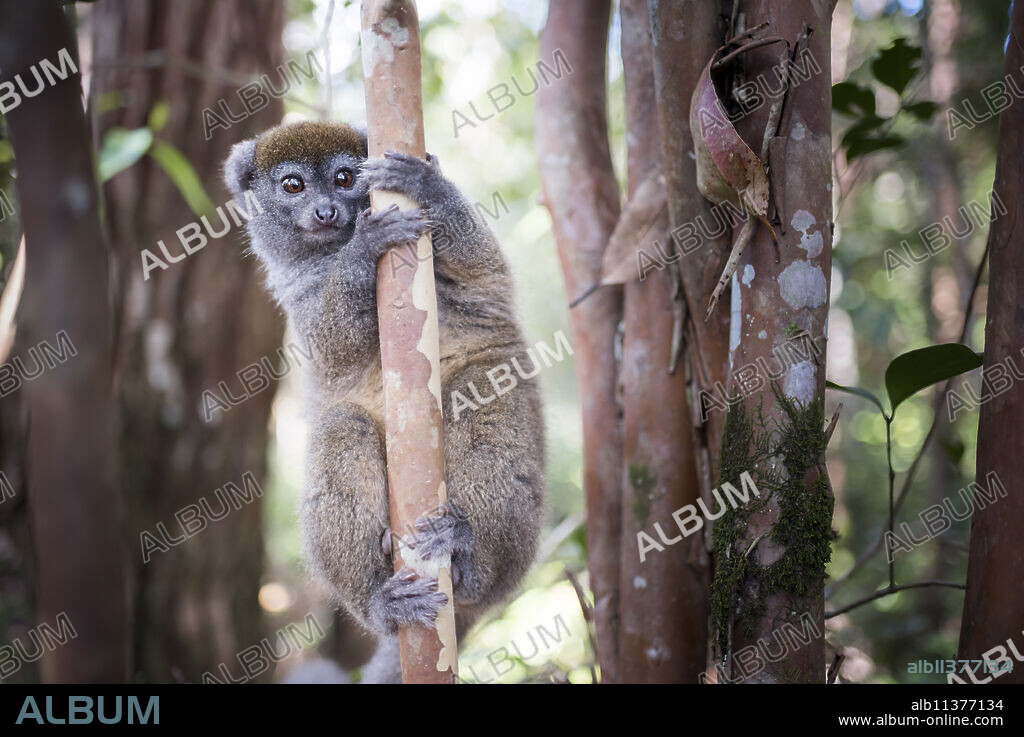 Lac Alaotra bamboo lemur (Hapalemur alaotrensis), Lemur Island, Andasibe, Eastern Madagascar, Africa.