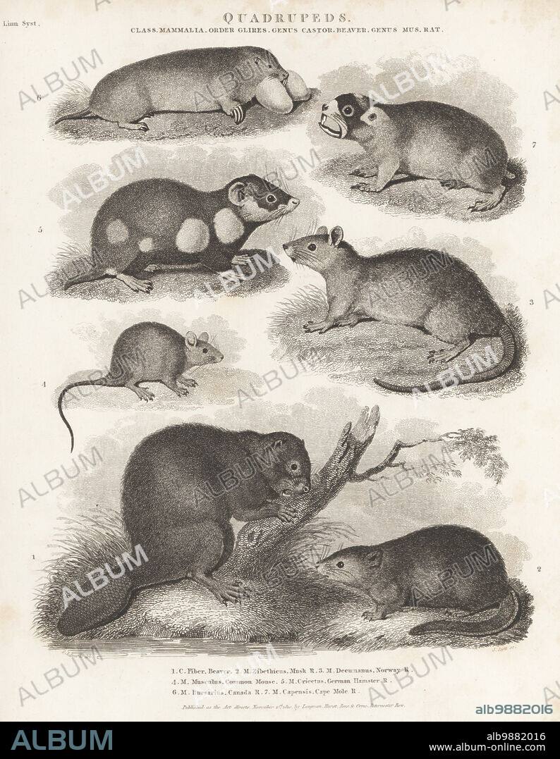 Eurasian beaver, Castor fiber 1, muskrat, Ondatra zibethicus 2, brown rat, Rattus norvegicus 3, eastern house mouse, Mus musculus 4, European hamster, Cricetus cricetus 5, plains pocket gopher, Geomys bursarius 6, and Cape mole rat, Georychus capensis 7. Copperplate engraving by J. Scott after Sydenham Edwards from Abraham Rees' Cyclopedia or Universal Dictionary of Arts, Sciences and Literature, Longman, Hurst, Rees, Orme, Paternoster Row, London, November 1, 1810.