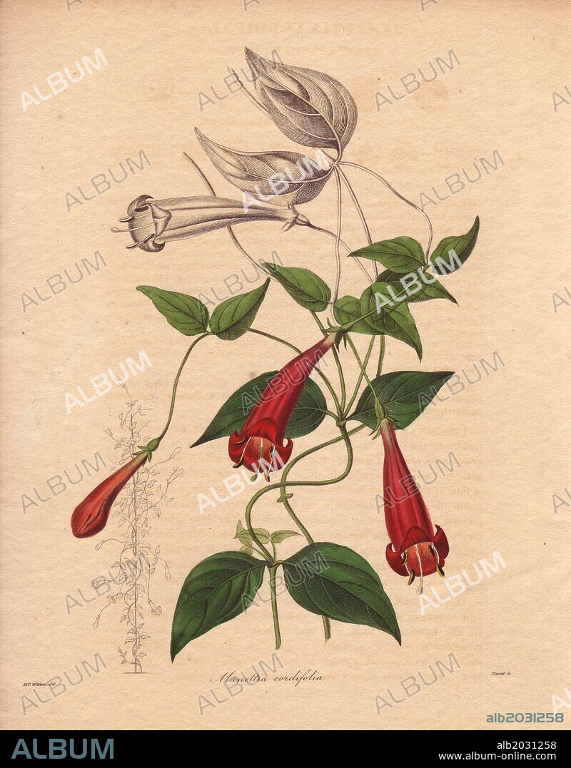 Manettia cordifolia. . The Brazilian firecracker vine is a twining, delicate perennial vine with small narrow leaves and very showy and abundant red tubular flowers. . . Augusta Innes Withers (1793~1877): Augusta Baker, a clergyman's daughter, lived and worked in London all her life. She married an accountant, Theodore Withers, 20 years her senior, and gave lessons in flower painting. She became Flower Painter in Ordinary to Queen Adelaide. During the 1830s and 40s, she drew for books and magazines such as Lindley's Pomological Magazine, Curtis's Botanical Magazine, and Transactions of the Horticultural Society. At one time, she applied to JD Hooker at the Royal Botanical Garden at Kew for the post of Botanical Flower Painter, but she was rejected. Her most famous illustrations were the orchid paintings in James Bateman's Orchidacae of Mexico and Guatemala (1837~41).. . Benjamin Maund's The Botanist was a five-volume series that introduced 250 new plants from 1836 to 1842. The series is notable for its many female artists: the plates were drawn by Maund's daughters Sarah and Eliza, Augusta Withers, Priscilla Bury, Jane Taylor, Miss R. Mills among others. The other characteristic is partial colouring - many of the finely detailed copperplate engravings are left with part of the flower and leaves uncoloured.