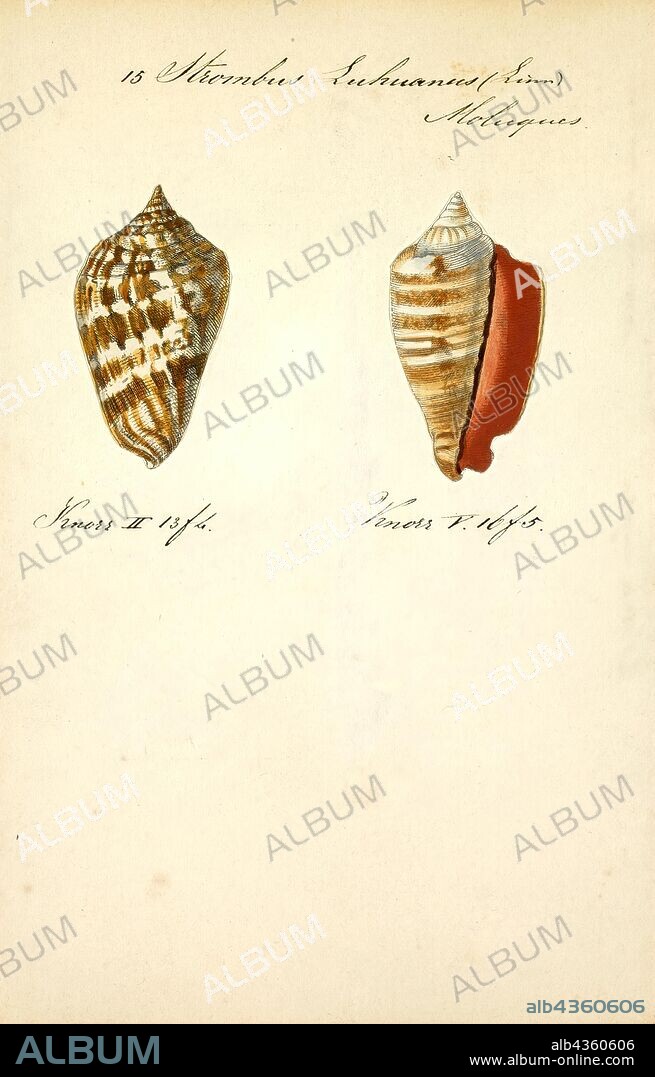 Strombus luhuanus, Print, Conomurex luhuanus, common name Strawberry conch or Tiger conch, is a species of medium-sized sea snail, a marine gastropod mollusk in the family Strombidae, the true conchs. C. luhuanus is found in sandy habitat among corals in the Indopacific region. They feed on algae or detritus, move with a modified foot, and have complex eyes compared to other gastropods.
