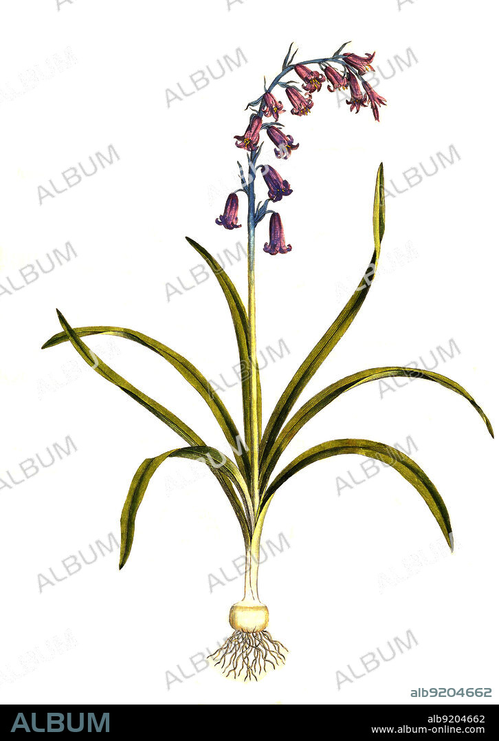 Atlantisches Hasenglöckchen, Hyacinthoides non-scripta, auch Englisches Hasenglöckchen / Hyacinthoides non-scripta, formerly Endymion non-scriptus or Scilla non-scripta is a bulbous perennial plant, found in Atlantic areas from north-western Spain to the British Isles, and also frequently used as a garden plant. It is known in English as the common bluebell or simply bluebell, historical, digital improved reproduction of an original from the 19th century / digital restaurierte Reproduktion einer Originalvorlage aus dem 19. Jahrhundert, genaues Originaldatum nicht bekannt.