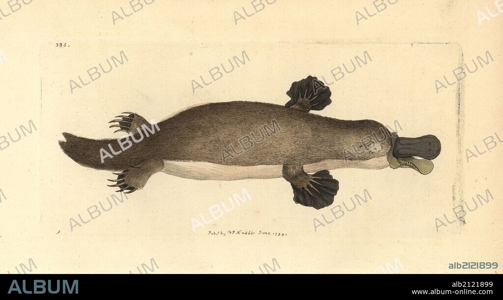 Duck-billed platypus, Ornithorhynchus anatinus. Illustration drawn by George Shaw. Handcolored copperplate engraving from George Shaw and Frederick Nodder's "The Naturalist's Miscellany," London, 1799. Most of the 1,064 illustrations of animals, birds, insects, crustaceans, fishes, marine life and microscopic creatures were drawn by George Shaw, Frederick Nodder and Richard Nodder, and engraved and published by the Nodder family. Frederick drew and engraved many of the copperplates until his death around 1800, and son Richard (1774~1823) was responsible for the plates signed RN or RPN. Richard exhibited at the Royal Academy and became botanic painter to King George III.