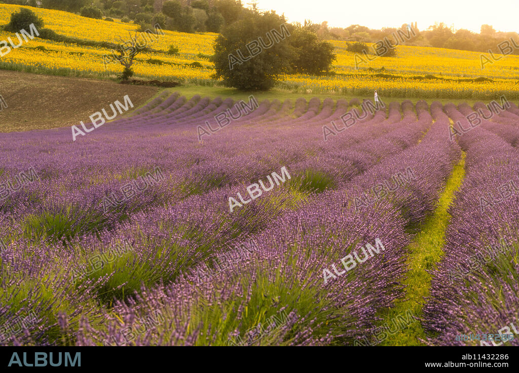 Lavender fields at sunset, Corinaldo, Marche, Italy, Europe.