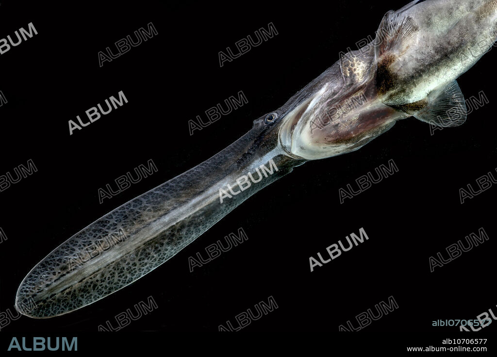 The American Paddlefish (Polyodon spathula) is listed by the IUCN as vulnerable. This species has declined in some portions of its traditional range and disappeared from other parts of said range, populations can still be found in 22 states ranging from the Midwest to the eastern United States. There is a sport fishing culture around this species but not all states allow the species to be legally fished for. These individuals were produced at a USFWS facility and photographed there in 2018. The goal of the program is to keep this spectacular fish with us. The only other species of paddlefish, the Chinese Paddlefish (Psephurus gladius) is presumed extinct.