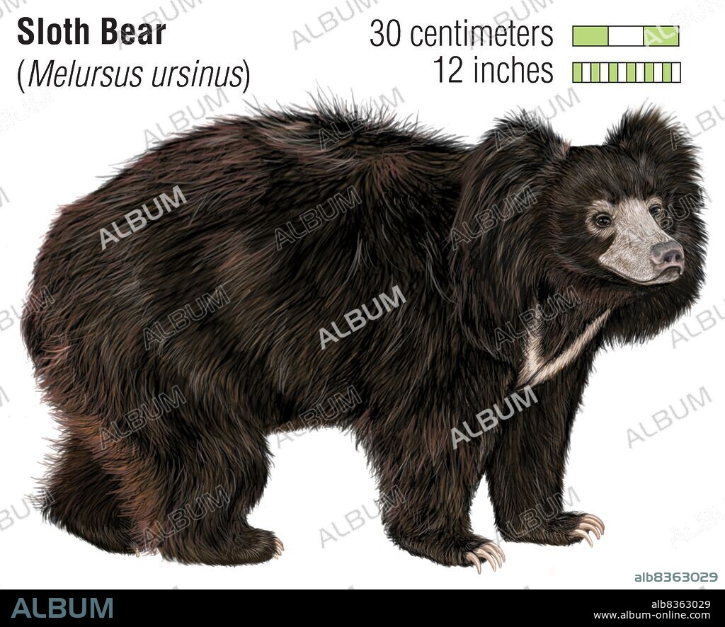 Sloth bear (Melursus ursinus).