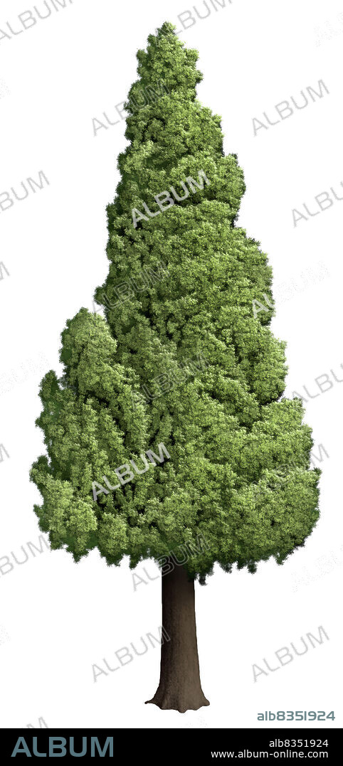 Conifer of temperate climates, with overlapping scalelike leaves; it is often cultivated for ornamental purposes.