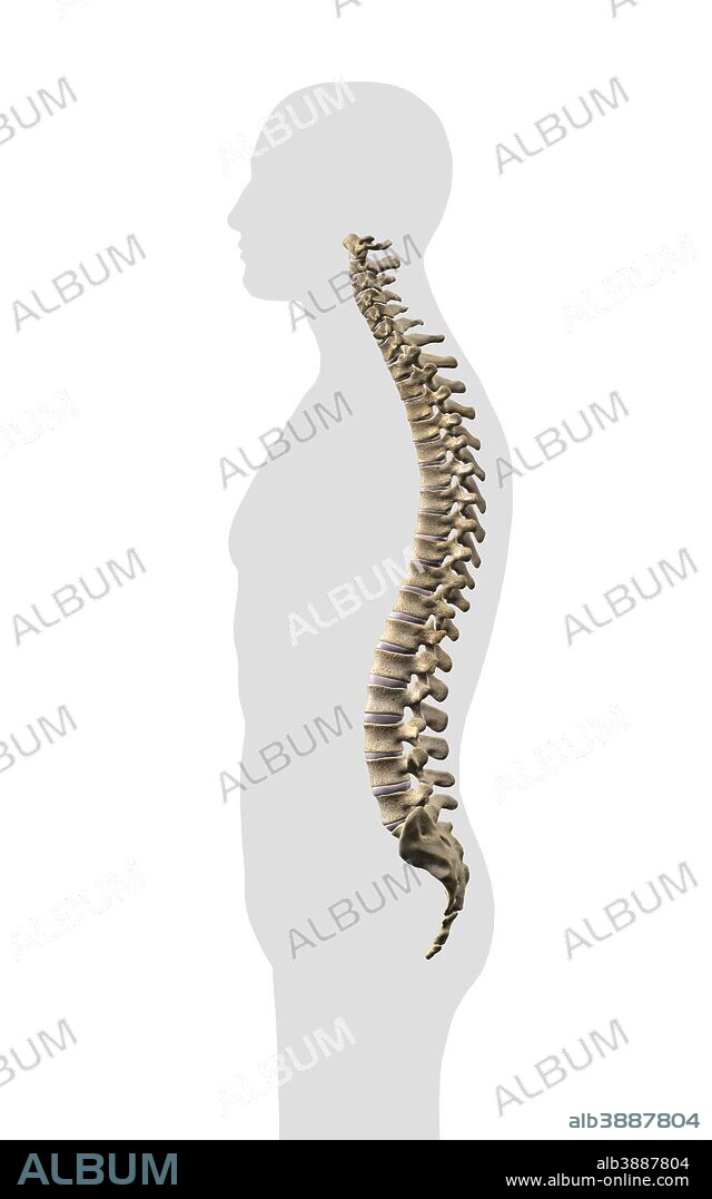 Human vertebral column, side view on white background.