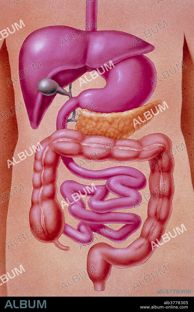 Digestive system. Illustration of the components of the human digestive system or alimentary canal, as positioned naturally over a silhouette of the human body. At top, the oesophagus is a muscular tube which leads from the mouth to the stomach. In the stomach (kidney-shaped, pink) food is digested and it passes into the duodenum (C-shaped tube) for further chemical breakdown. The gall bladder (grey bulb) secretes bile enzyme into the duodenum while the pancreas (yellow) secretes a pancreatic enzyme. Digested food then passes into the small intestine (pink) and large intestine (brown) where nutrients are absorbed into the body. The liver (purple, top) metabolises nutrients in the blood.