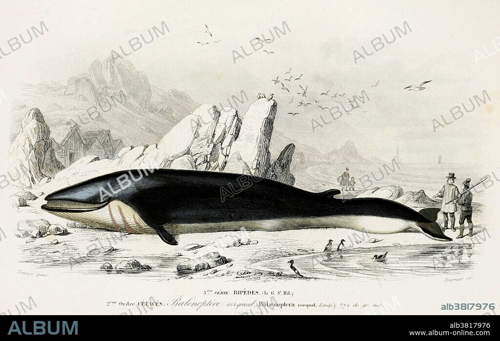Rorquals (family Balaenopteridae) are the largest group of baleen whales, with nine extant species in two genera. Whale is the common name for various marine mammals of the order Cetacea. The Cetacean suborder, Mysticeti (baleen whales), comprises filter feeders who eat small organisms caught by straining seawater through a comblike structure found in the mouth called baleen. This suborder includes the blue whale, the humpback whale, the bowhead whale and the minke whale. All cetaceans have forelimbs modified as fins, a tail with horizontal flukes, and nasal openings (blowholes) on top of the head. Whales inhabit all the world's oceans and number in the millions. Human hunting of whales from the seventeenth century until 1986 radically reduced the populations of some whale species. They are long-lived, humpback whales living for up to 77 years, while bowhead whales may live for more than a century. Dictionnaire d'histoire naturelle by Charles Dessalines Orbigny, 1847-49.