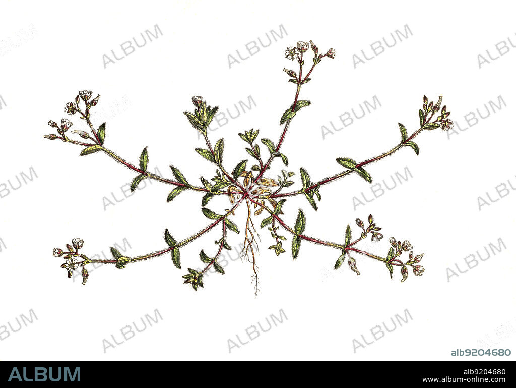 Knäuel-Hornkraut, Cerastium glomeratum, auch Knäuelblütiges Hornkraut / Cerastium glomeratum is a species of flowering plant in the family Caryophyllaceae known by the common names sticky mouse-ear chickweed and clammy chickweed, historical, digital improved reproduction of an original from the 19th century / digital restaurierte Reproduktion einer Originalvorlage aus dem 19. Jahrhundert, genaues Originaldatum nicht bekannt.