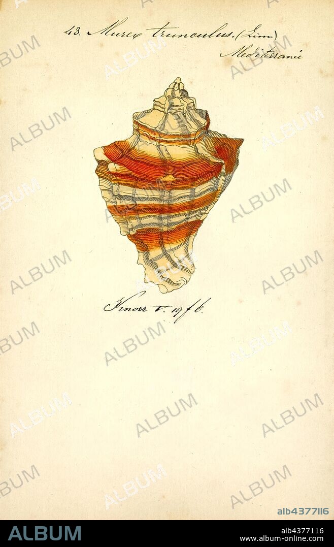 Murex trunculus, Print, Hexaplex trunculus (also known as Murex trunculus, Phyllonotus trunculus, or the banded dye-murex) is a medium-sized sea snail, a marine gastropod mollusk in the family Muricidae, the murex shells or rock snails.