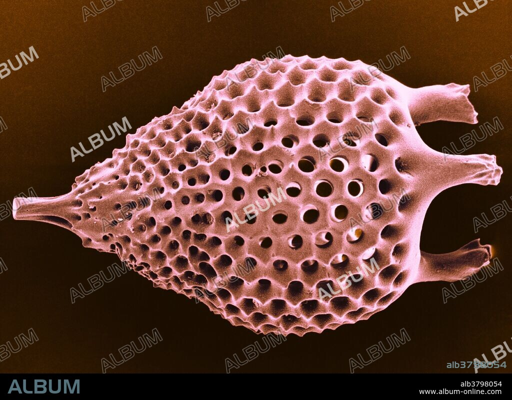 Color enhanced Scanning Electron Micrograph of a Radiolarian skeleton. Radiolarians are amoeboid protozoa that produce intricate mineral skeletons. They are found as zooplankton throughout the ocean, and their skeletal remains cover large portions of the ocean bottom as radiolarian ooze. This specimen is vase-shaped, with a tail and three prongs, seen from the side. Magnification: 800X at 5x7".
