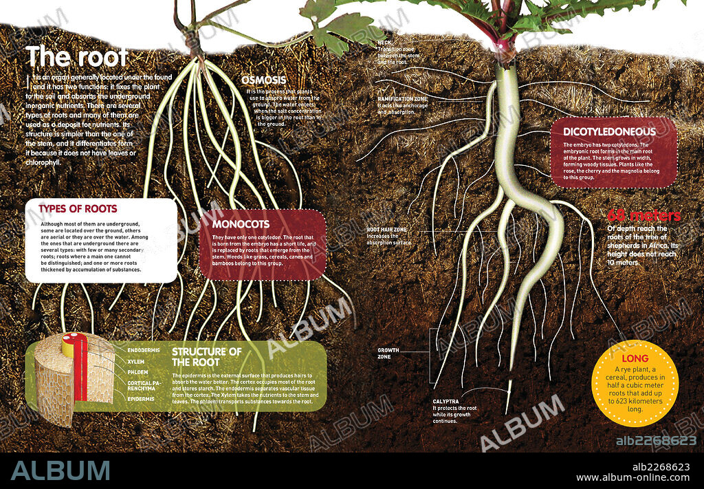 La raíz. Infografía sobre las raíces de las plantas: qué son, cuál es su estructura, cuáles son sus características más comunes y cuáles son los tipos de raíces existentes.