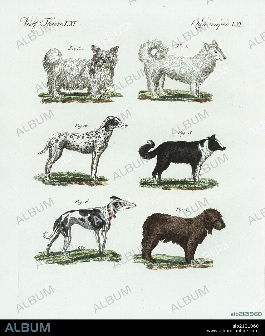 Wolfhound 1, Siberian dog 2, Icelandic sheepdog 3, dalmatian 4, water dog 5, and greyhound 6. Handcoloured copperplate engraving from Bertuch's "Bilderbuch fur Kinder" (Picture Book for Children), Weimar, 1798. Friedrich Johann Bertuch (1747-1822) was a German publisher and man of arts most famous for his 12-volume encyclopedia for children illustrated with 1,200 engraved plates on natural history, science, costume, mythology, etc., published from 1790-1830.