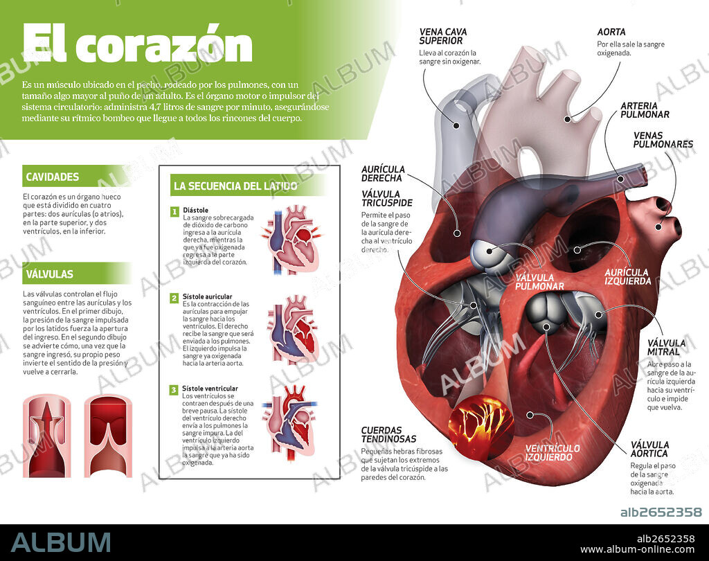 El corazón. Infografía del corazón, órgano motor del sistema circulatorio.