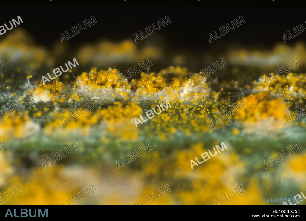 Yellow or stripe rust (Puccinia striiformis) sporulating pustules on a wheat leaf.