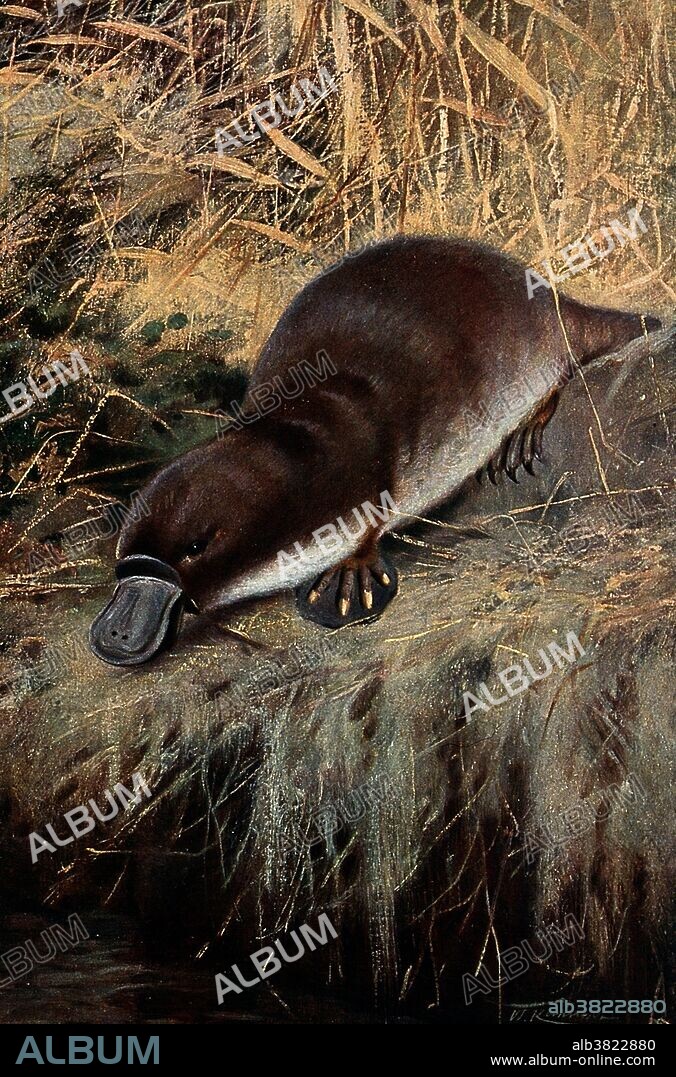 Illustration of a duck-billed platypus (Ornithorhynchus anatinus). Colour lithograph after Kuhnert. Friedrich Wilhelm Kuhnert (September 18, 1865 - February 11, 1926) was a German painter, author and illustrator, who specialized in animal images. The platypus (Ornithorhynchus anatinus) is a semiaquatic mammal endemic to eastern Australia, including Tasmania. Together with the four species of echidna, it is one of the five extant species of monotremes, the only mammals that lay eggs instead of giving birth. The unusual appearance of this egg-laying, duck-billed, beaver-tailed, otter-footed mammal baffled European naturalists when they first encountered it, with some considering it an elaborate hoax.