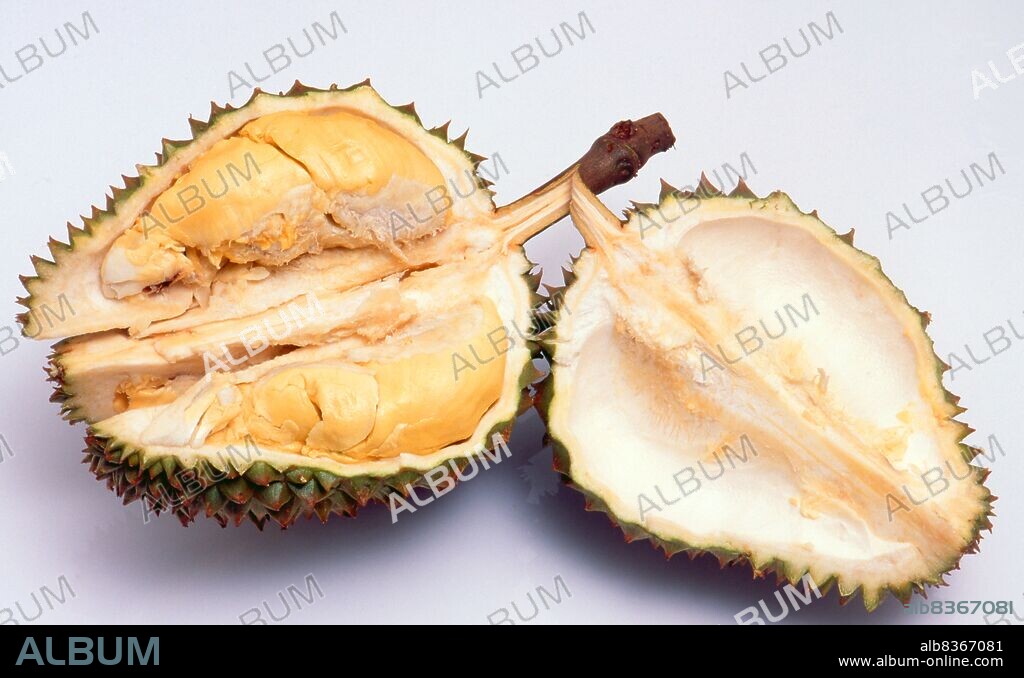 World: Durian (<i>Durio sensu lato</i> is a large fruit native to Southeast Asia. Regarded by many people in southeast Asia as the 'king of fruits', the durian is distinctive for its large size, strong odour, and formidable thorn-covered husk. The fruit can grow as large as 30 centimetres (12 in) long and 15 centimetres (6 in) in diameter, and it typically weighs one to three kilograms (2 to 7 lb). Its shape ranges from oblong to round, the colour of its husk green to brown, and its flesh pale yellow to red, depending on the species.