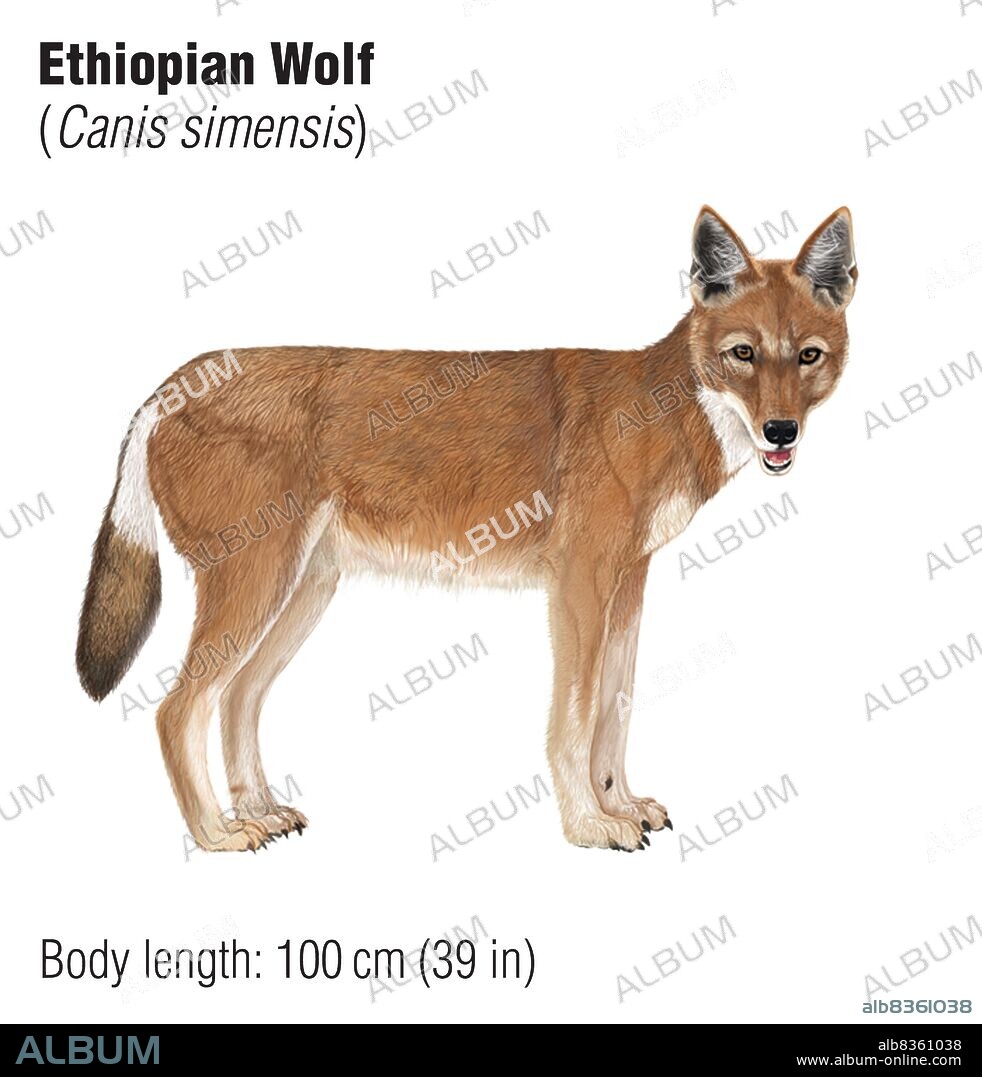 Ethiopian wolf (Canis simensis), an endangered species.