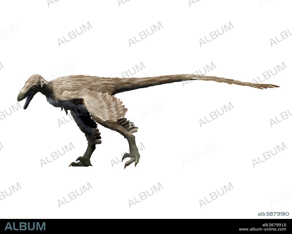 Saurornitholestes dinosaur, white background.