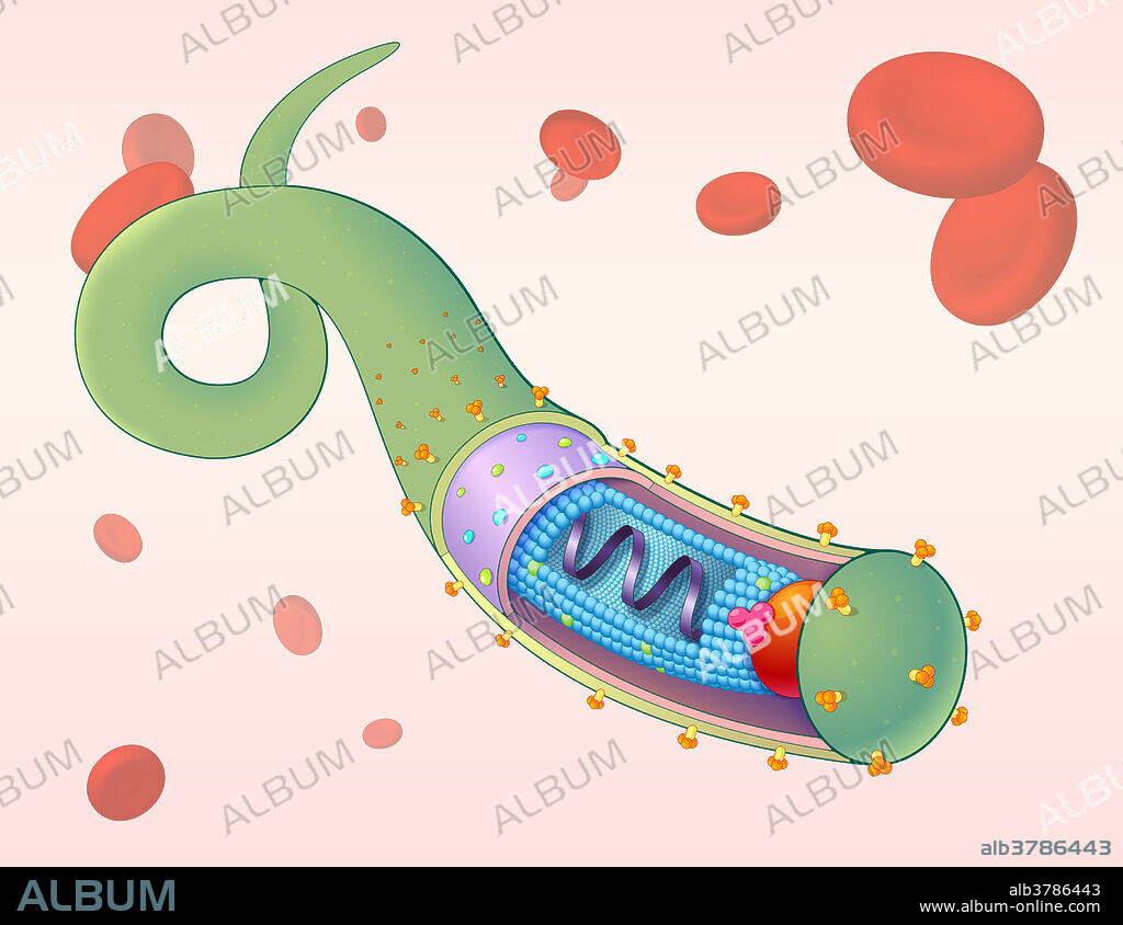 An illustrated diagram of the Ebola virus (EBOV), a virus responsible for severe haemorrhagic fever in humans and mammals, which can be transmitted through body fluids or natural reservoirs such as bats. The centre of the virus contains a single-stranded, negative-sense RNA genome and a nucleocapsid containing viral proteins VP35 and VP30. The matrix contains viral proteins VP40 and VP24, while the outer viral envelope uses glycoprotein (GP) spikes to attach to host cells. Once the virus enters a host cell, the viral RNA is translated to produce additional viral proteins. The viral proteins are enveloped using the host cell's plasma membrane and released through the process of budding, which destroys the cell.