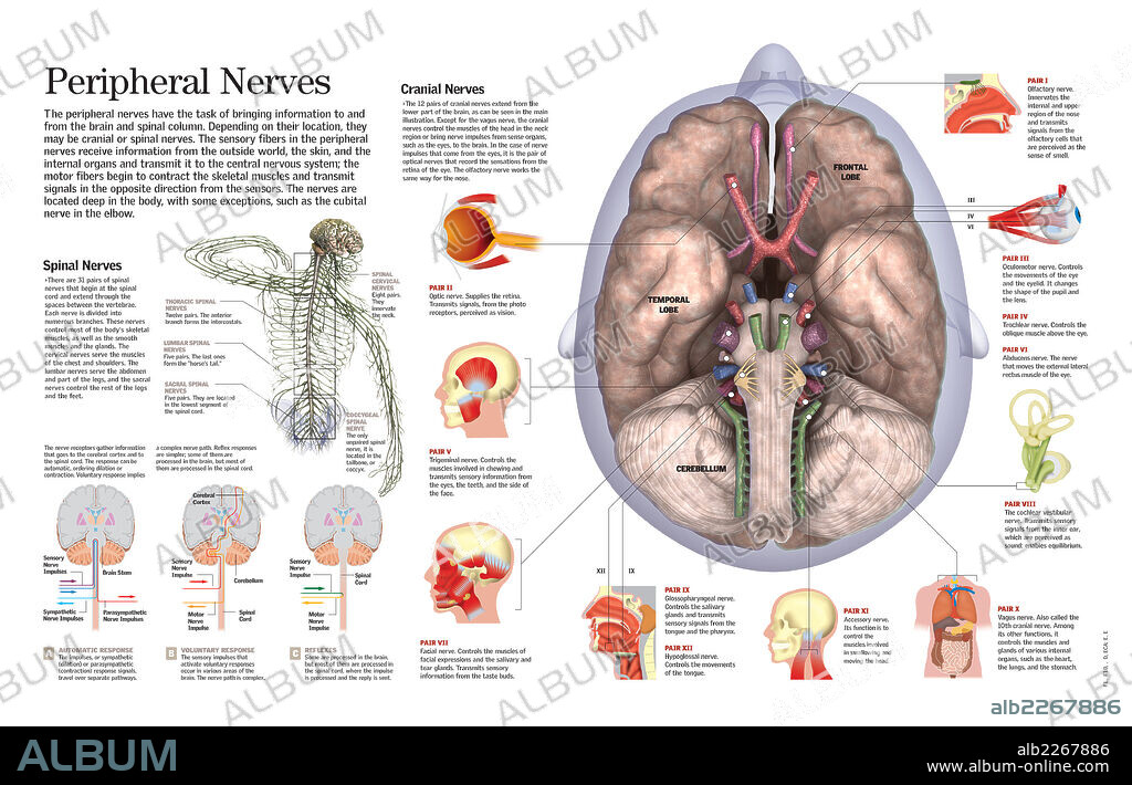 nervios periféricos. Infografía de los nervios periféricos que llevan la información hacia y desde el cerebro y la médula espinal y los tipos de respuestas nerviosas según los estímulos externos.