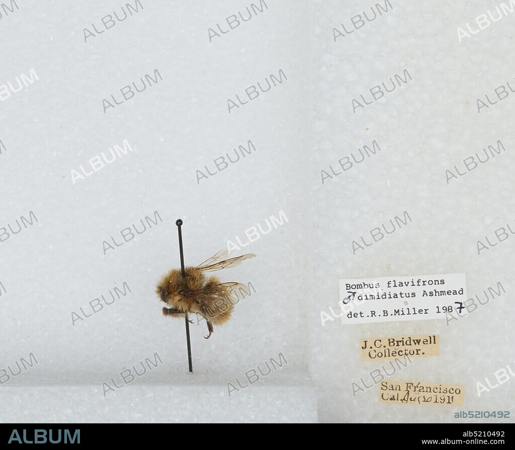 San Francisco, California, United States, Bombus (Pyrobombus) flavifrons Cresson, 1863, Animalia, Arthropoda, Insecta, Hymenoptera, Apidae, Apinae.