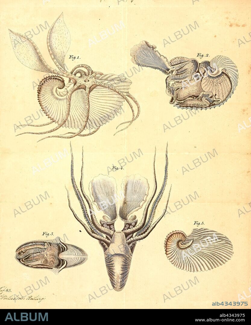 Argonauta argo, Print, Argonauta argo, also known as the greater argonaut, is a species of pelagic octopus belonging to the genus Argonauta. The Chinese name for this species translates as "white sea-horse's nest".