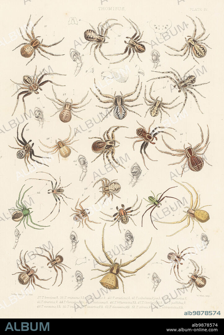 Crab spiders, Xysticus luctuosus 37, Xysticus cristatus 38, Xysticus audax 39, Xysticus erraticus 40, Xysticus sabulosus 41, Tmarus piger 42, Xysticus sabulosus 43, Diaea dorsata 44, Xysticus luctuosus 45, Xysticus bifasciatus 46, Xysticus luctator 47, Ozyptila atomaria 48, Ozyptila atomaria 49, Ozyptila trux 50, Ozyptila praticola 51, Ozyptila blackwalli 52, Misumena vatia 53, and Thomisus onustus 54. Handcoloured lithograph by W. West after Tuffen West from John Blackwalls A History of the Spiders of Great Britain and Ireland, Ray Society, London, 1861.