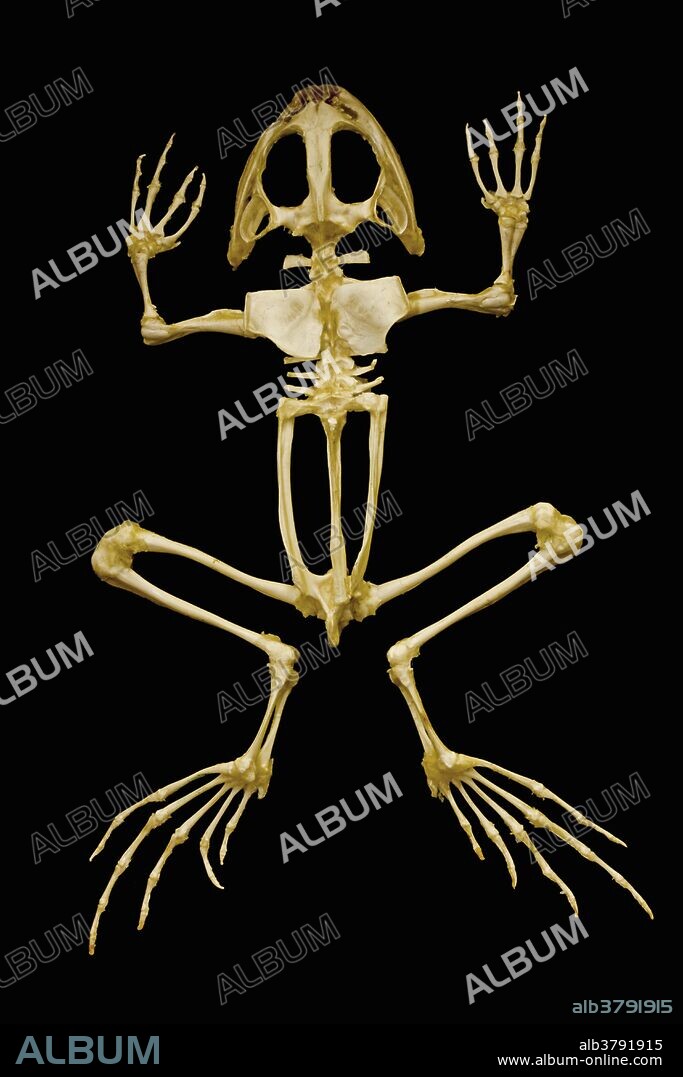 Bullfrog (Rana catesbeiana) skeleton.