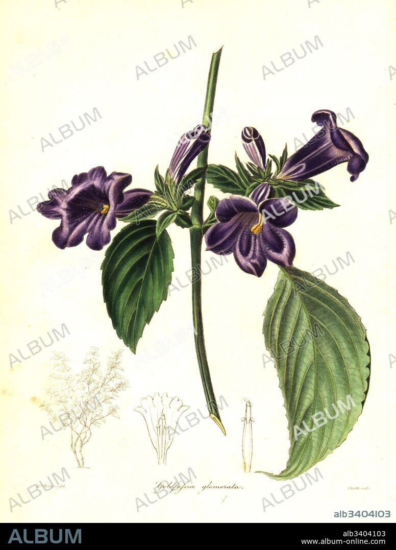 Strobilanthes glomerata (Clustered goldfussia, Goldfussia glomerata). Handcoloured copperplate engraving by S. Nevitt after a botanical illustration by Mrs Augusta Withers from Benjamin Maund and the Rev. John Stevens Henslow's The Botanist, London, 1836.