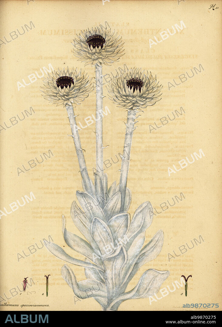 Cape everlasting, Syncarpha speciosissima. South Africa. Large-flowering everlasting flower, Xeranthemum speciossimum. Copperplate engraving drawn, engraved and hand-coloured by Henry Andrews from his Botanical Register, Volume 1, published in London, 1799.