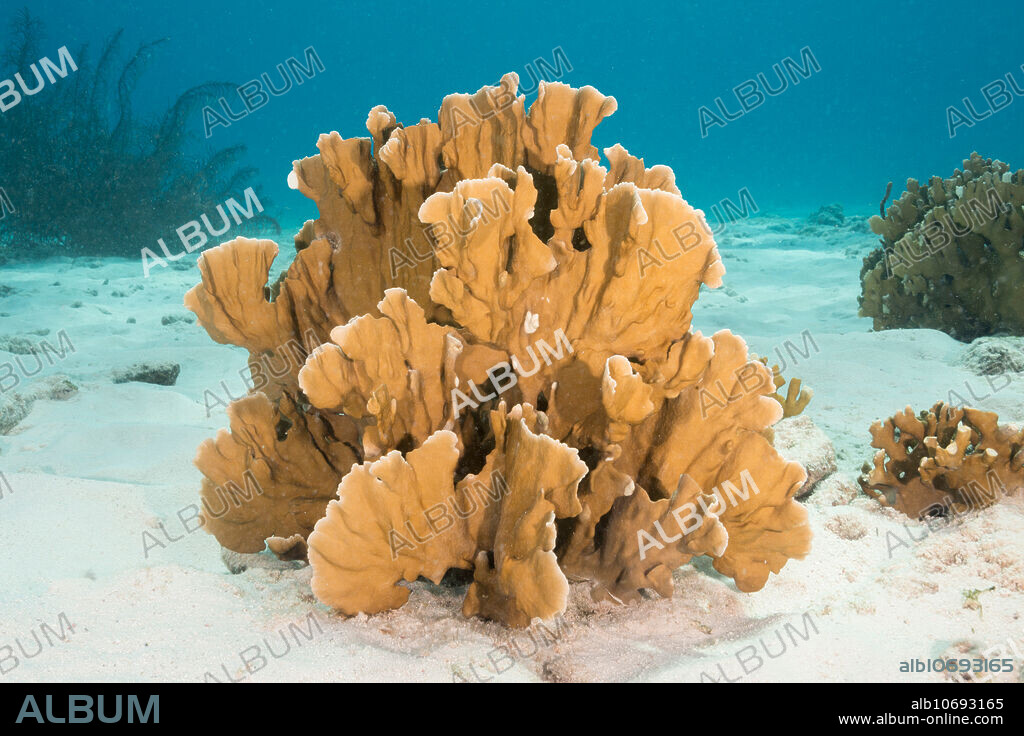 Blade fire coral, Millepora complanata, Bonaire, Netherlands Antilles.