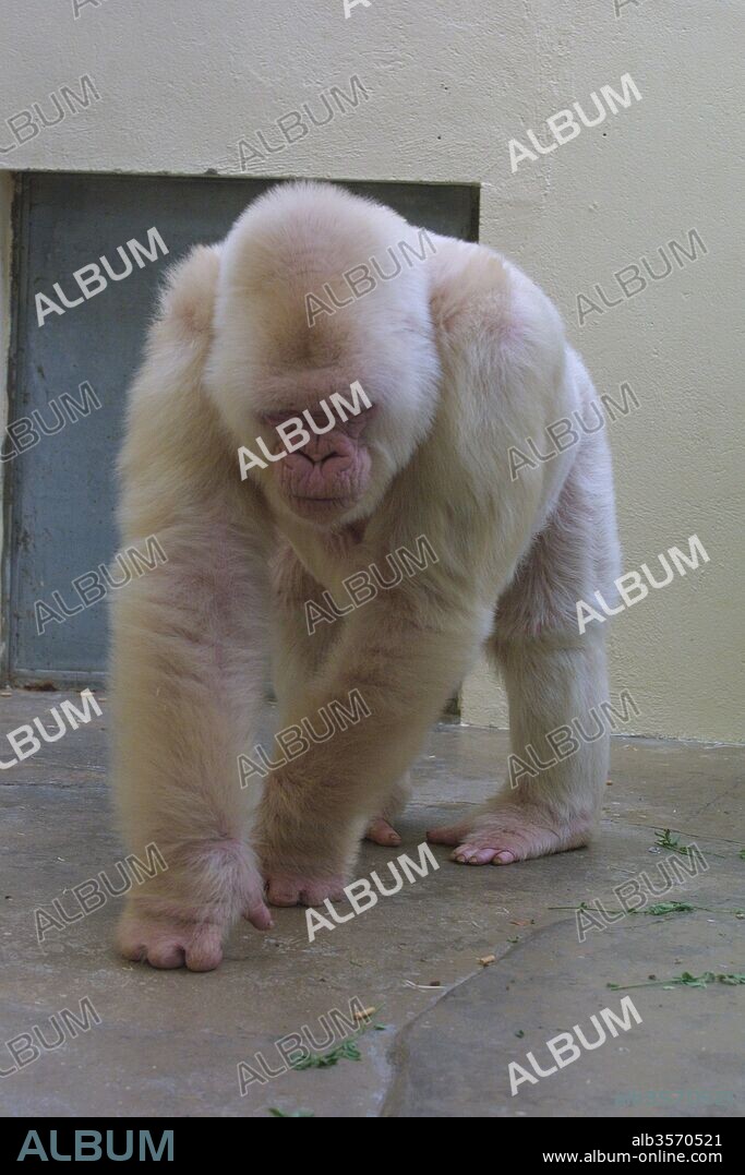 Copito de nieve, gorila albino. Zoológico de Barcelona.