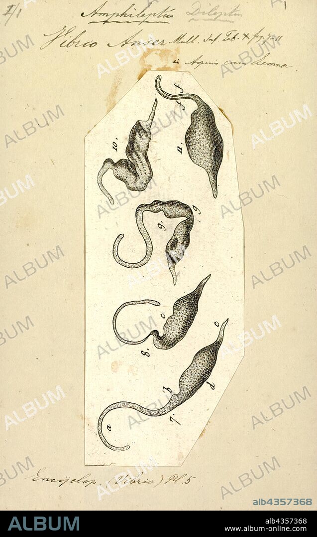 Vibrio anser, Print, Vibrio is a genus of Gram-negative bacteria, possessing a curved-rod (comma) shape, several species of which can cause foodborne infection, usually associated with eating undercooked seafood. Typically found in salt water, Vibrio species are facultative anaerobes that test positive for oxidase and do not form spores. All members of the genus are motile and have polar flagella with sheaths. Vibrio species typically possess two chromosomes, which is unusual for bacteria. Each chromosome has a distinct and independent origin of replication, and are conserved together over time in the genus. Recent phylogenies have been constructed based on a suite of genes (multilocus sequence analysis).