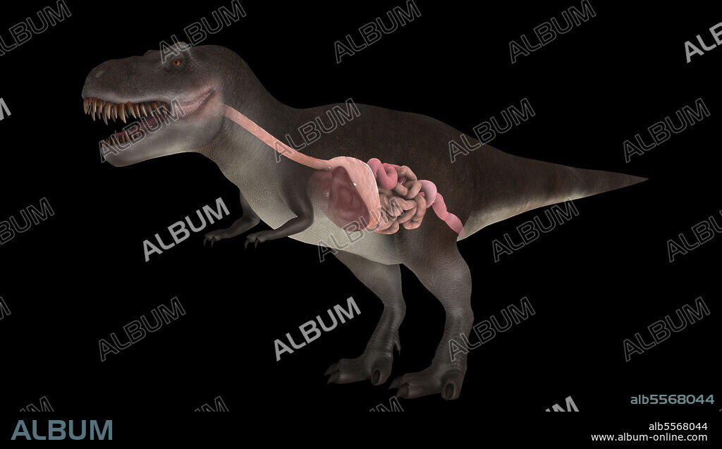 Digestive system of Tyrannosaurus rex, side view.