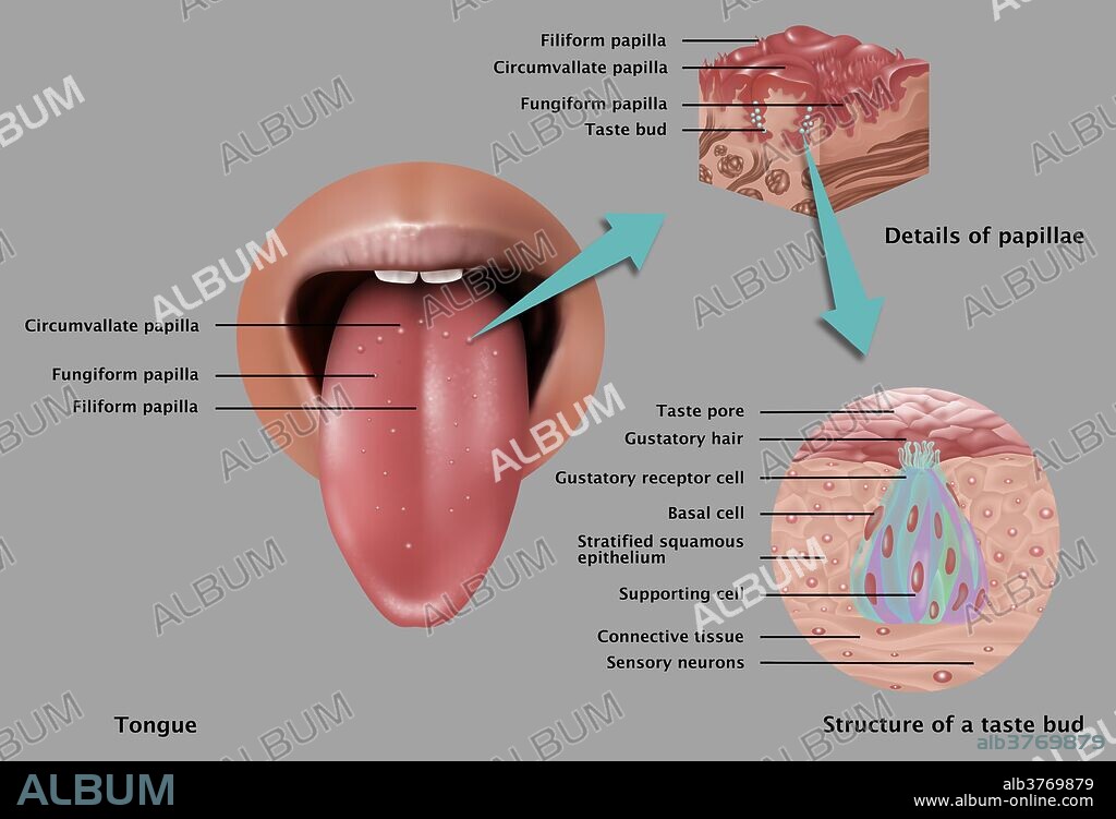 Illustration depicting the anatomy of taste. At left is an image of the tongue pointing out types of papilla found on the base of  the tongue: circumvallate papilla, fungiform papilla, & filiform papilla. Inset at right is a detailed close ups of papillae (top inset) and the structure of a taste bud (inset bottom).