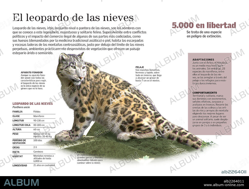 The snow leopard. Infographic about the morphology, adaptation to the weather of the Himalayas and the behavior of the snow leopard (Panthera uncia).