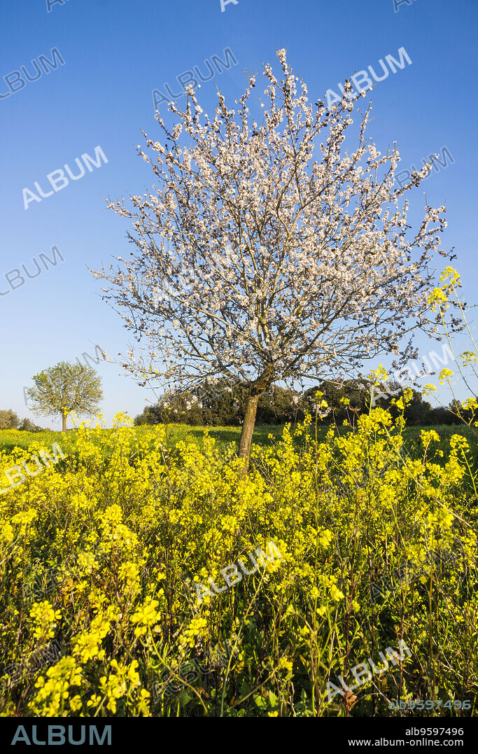 almendros en flor en un campo de colza, Brassica napus, Randa, termino de Algaida, Mallorca, balearic islands, spain, europe.