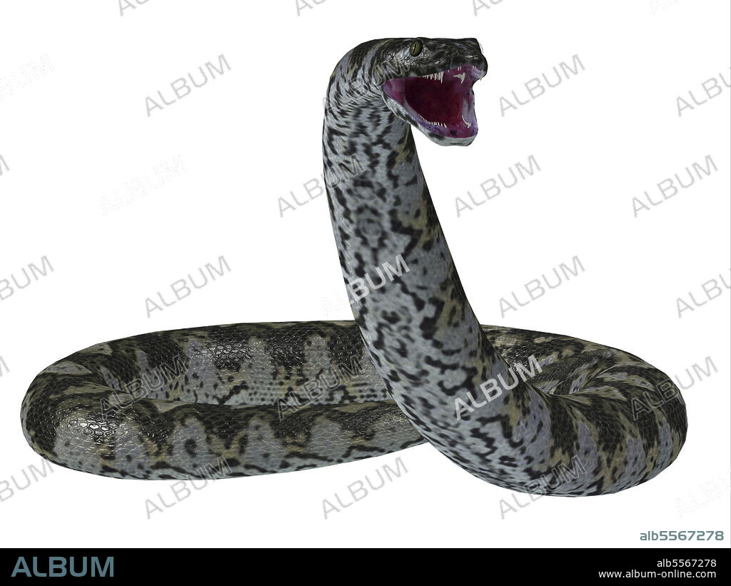 Titanoboa snake on white background. This predatory carnivorous Titanoboa snake lived during the Paleocene Period of Columbia, South America.