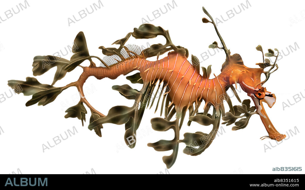 The sea dragon is a seahorse that lives off the coast of Australia. The body of this curious fish, covered with protrusions shaped leaves, looks like a heap of seaweed and blends perfectly with the surrounding vegetation.