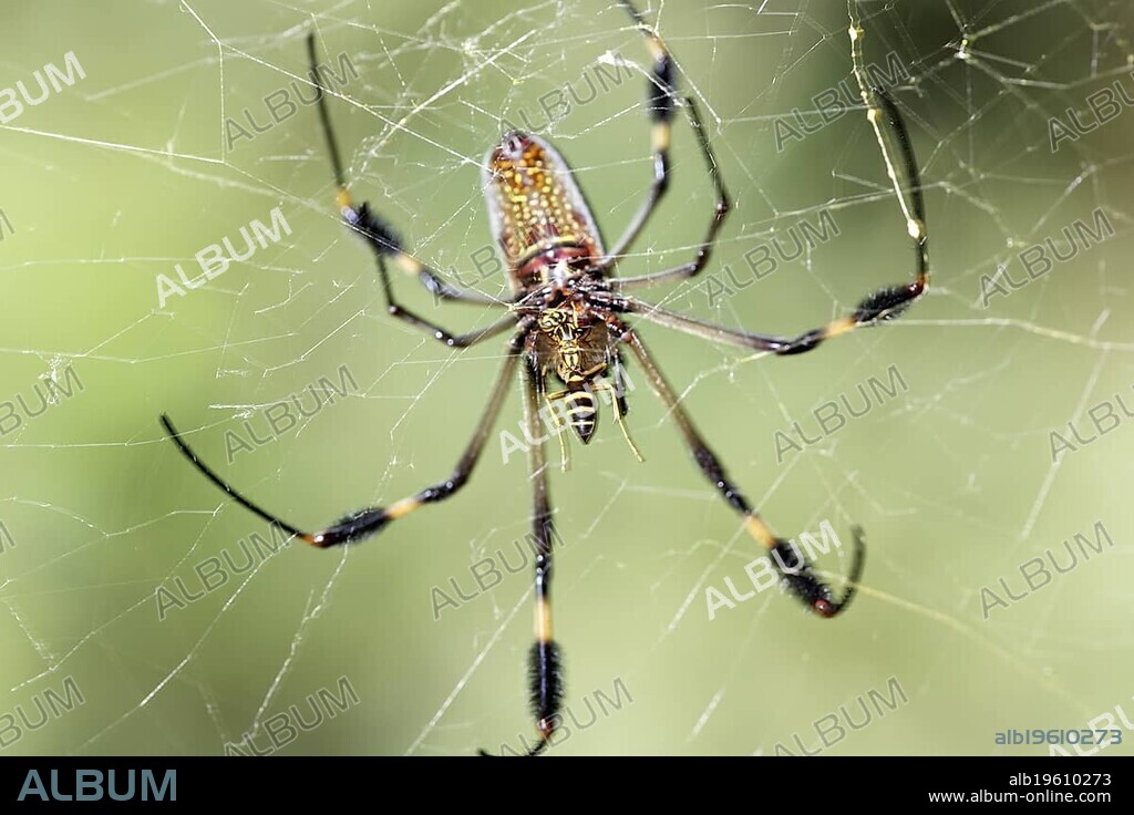 Golden Orb Spider, Golden silk orb-weaver (Nephila clavipes), Costa Rica