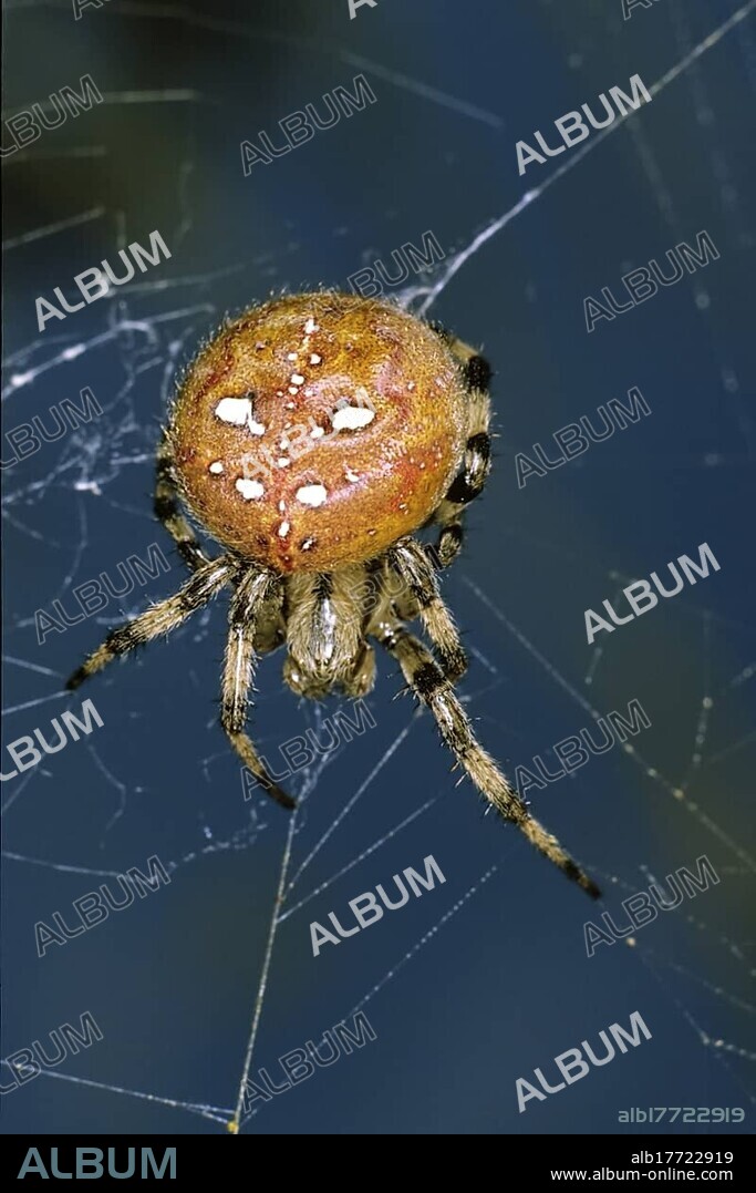 Four Spot Orb Weaver (Araneus quadratus)