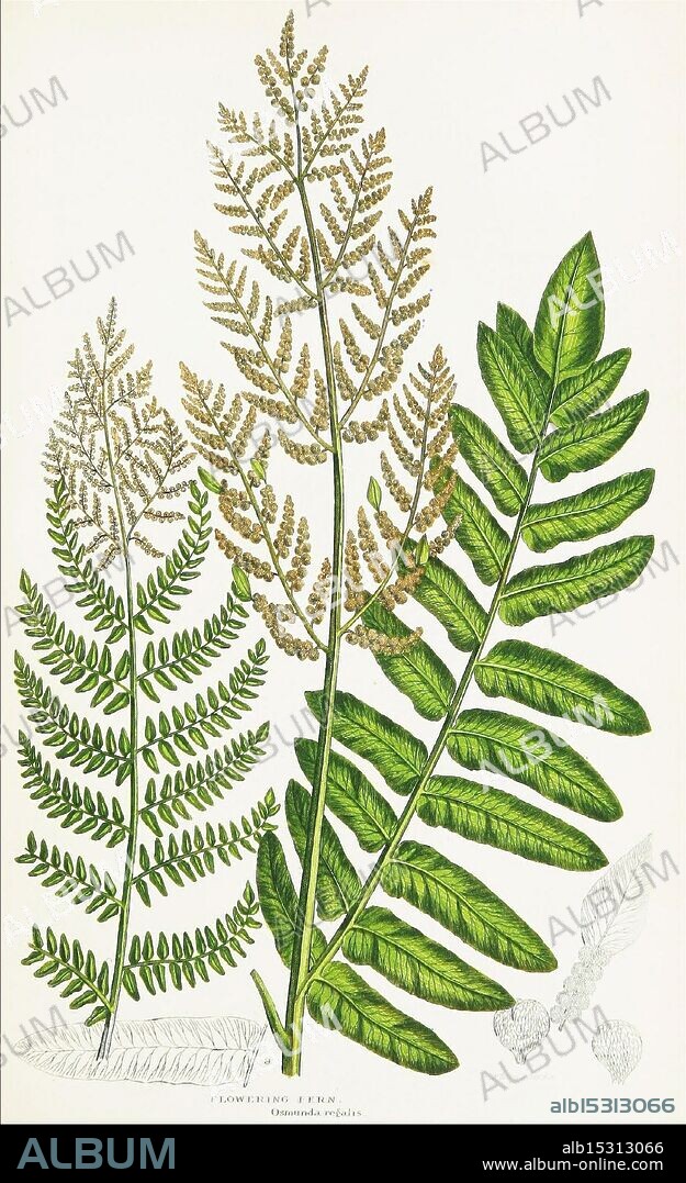 The ferns of Great Britain, and their allies the club-mosses, pepperworts, and horsetails, London, Printed for the Society for Promoting Christian Knowledge, [1855]. Breat Britain, ferns, Great Britain, Pteridophyta, Osmunda regalis, Royal fern, Flowering fern, William Dickes, Anne Pratt, Botany, A composition featuring several varieties of ferns, showcasing their distinctive leafy fronds. The arrangement highlights the differing shapes and textures of the foliage, with some fronds exhibiting an intricate pattern of fine, lacy segments. Various shades of green dominate the scene, complemented by hints of brown on the mature fronds, indicating stages of growth. The background provides a neutral canvas, allowing the detailed structures of the ferns to stand out prominently. This depiction emphasizes the beauty and diversity found within the plant kingdom.