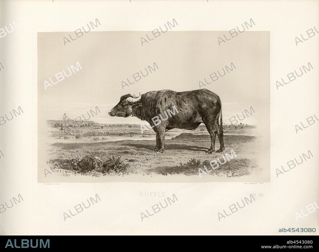 Buffalo, Buffalo, signed: Nadar Phot, Em. Van Marcke; H. Valentin sculp, Pl. LXII, p. 141, Tournachon, Adrien Alban (Phot.); Marcke, Emile van; Valentin, H. (sc.), Emile Baudement: Les races bovines au concours universel agricole de Paris en 1856: études zootechniques. Bd. 2. Paris: Imprimerie Impériale, MDCCCLXI [1861].
